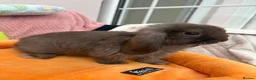 Mini Lop rabbits for sale: Mini lops-raised indoors-vaccinated  - Advert 23
