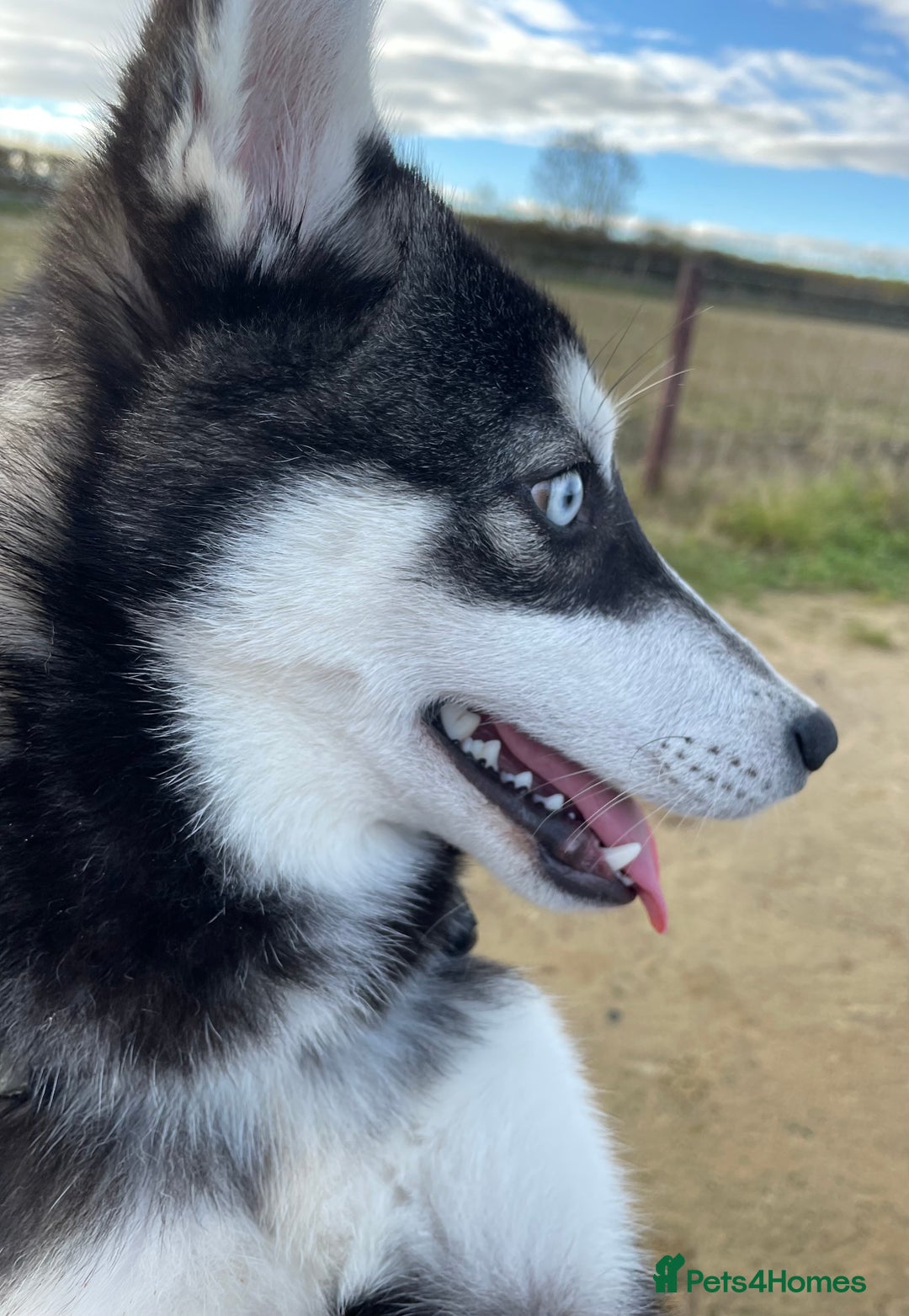 Pomsky dogs for stud: Beautiful F2 bi-eyed Pomsky for STUD  - Advert 8