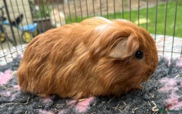 Guinea Pig rodents for sale: Texel,Sheltie,merino,coronet guinea pigs  - Image 3