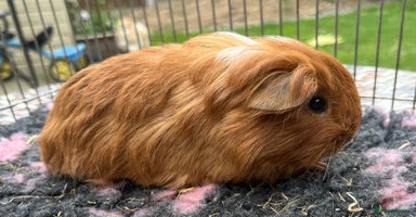 Guinea Pig rodents - Advert 11