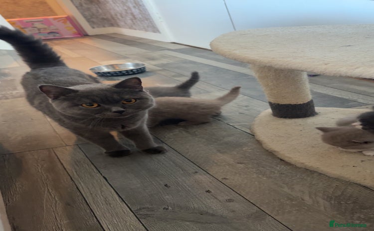 British Shorthair cats - Advert 3