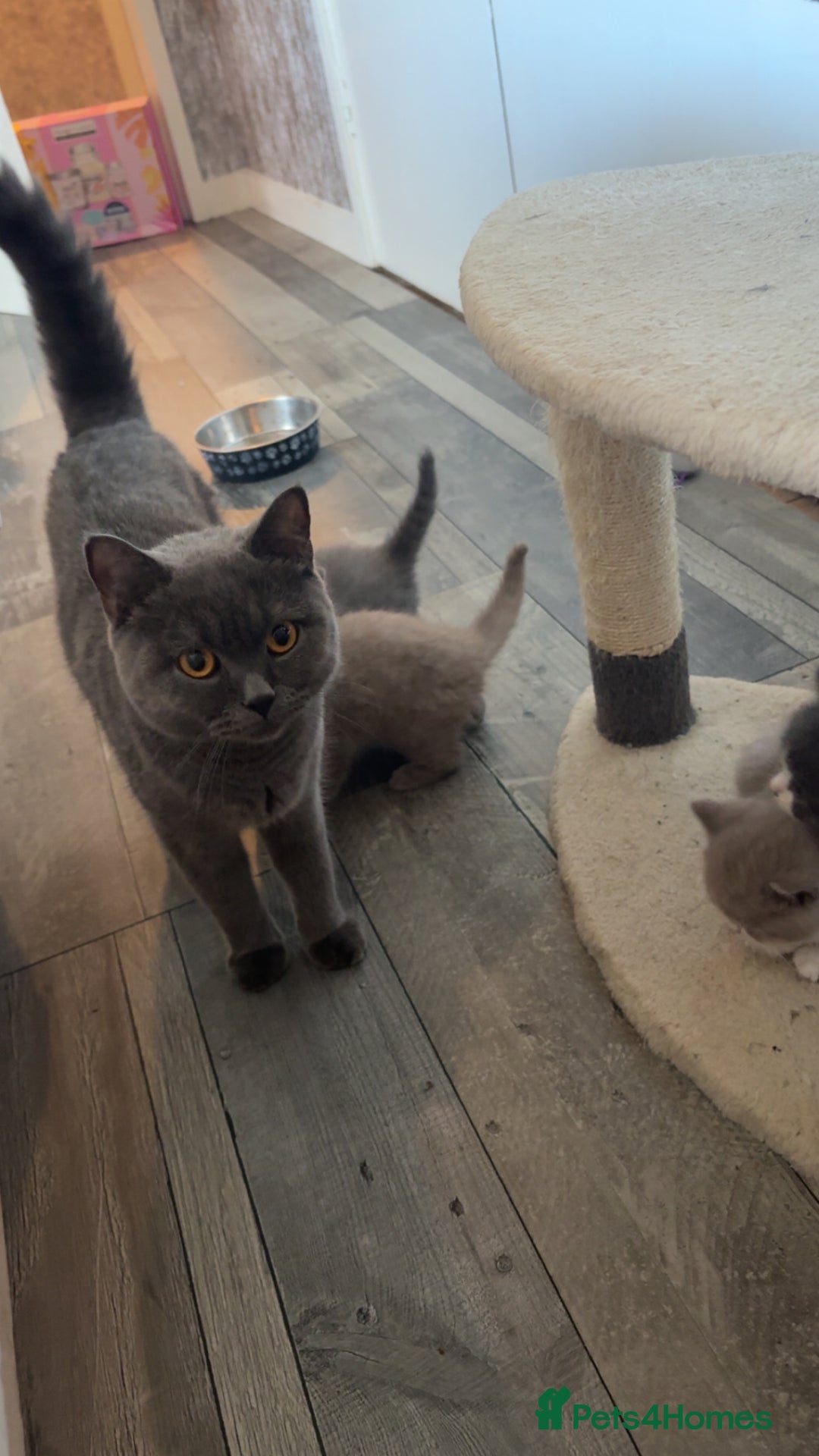 British Shorthair cats for sale: British short hair kittens - Image 1
