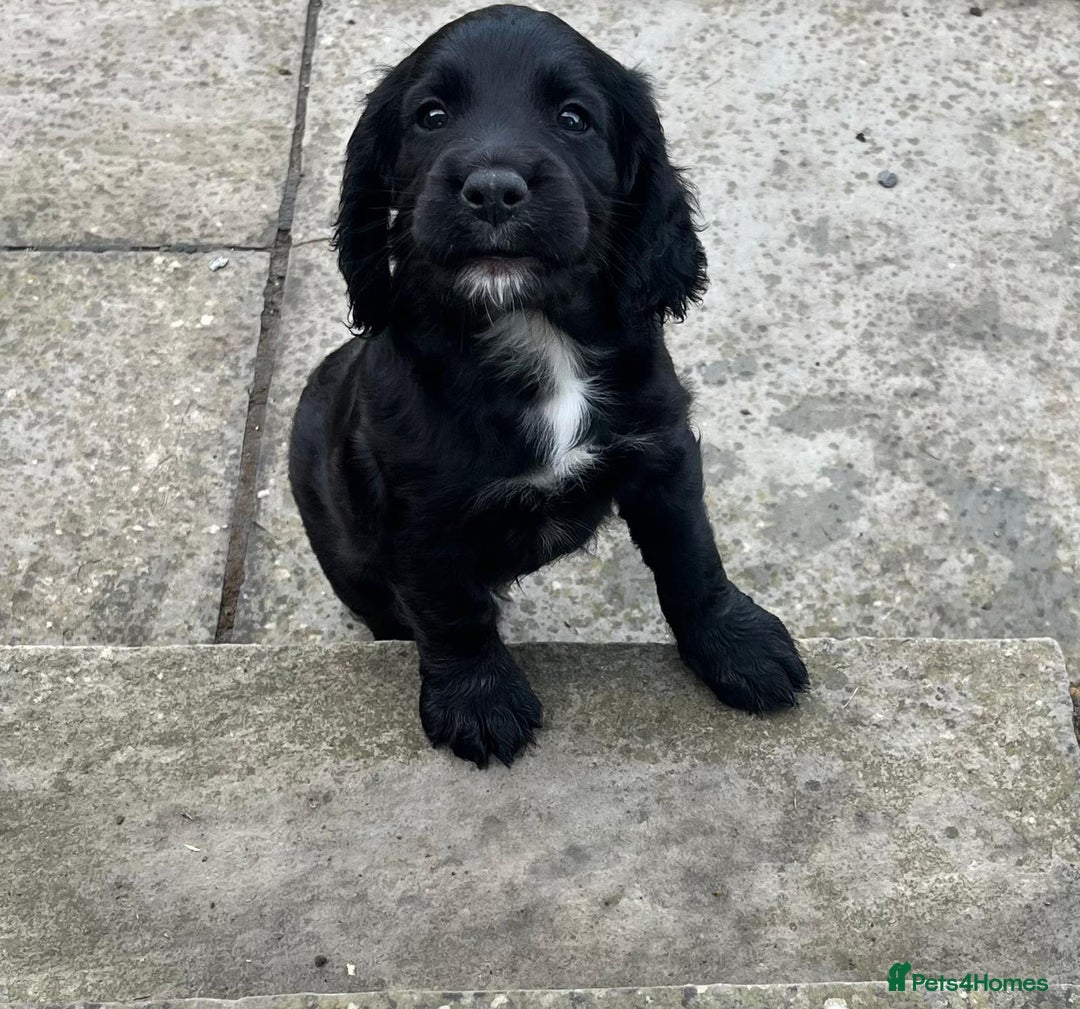 Cocker Spaniel dogs for sale: Working Cocker spaniel pups - Image 14