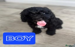 Cockapoo dogs for sale: Beautiful Cockapoo Puppies  - Image 3