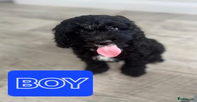 Cockapoo dogs - Advert 8