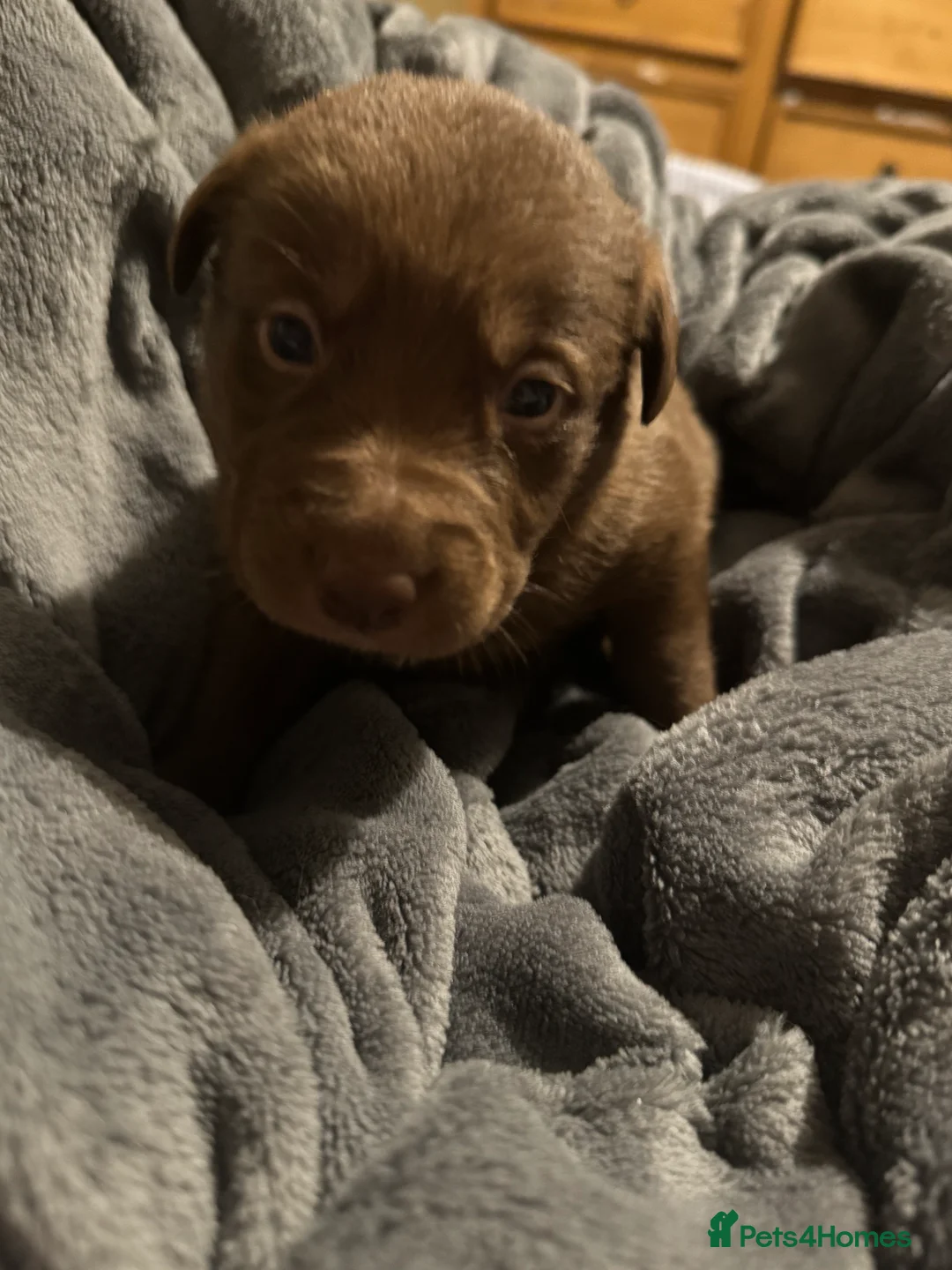 Borador dogs for sale: 8 lab cross collies  - Advert 6