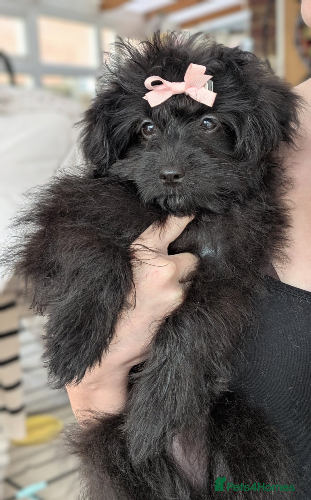 Pomapoo dogs for sale: Gorgeous Pomapoo puppies, 1st vaccination  - Advert 17