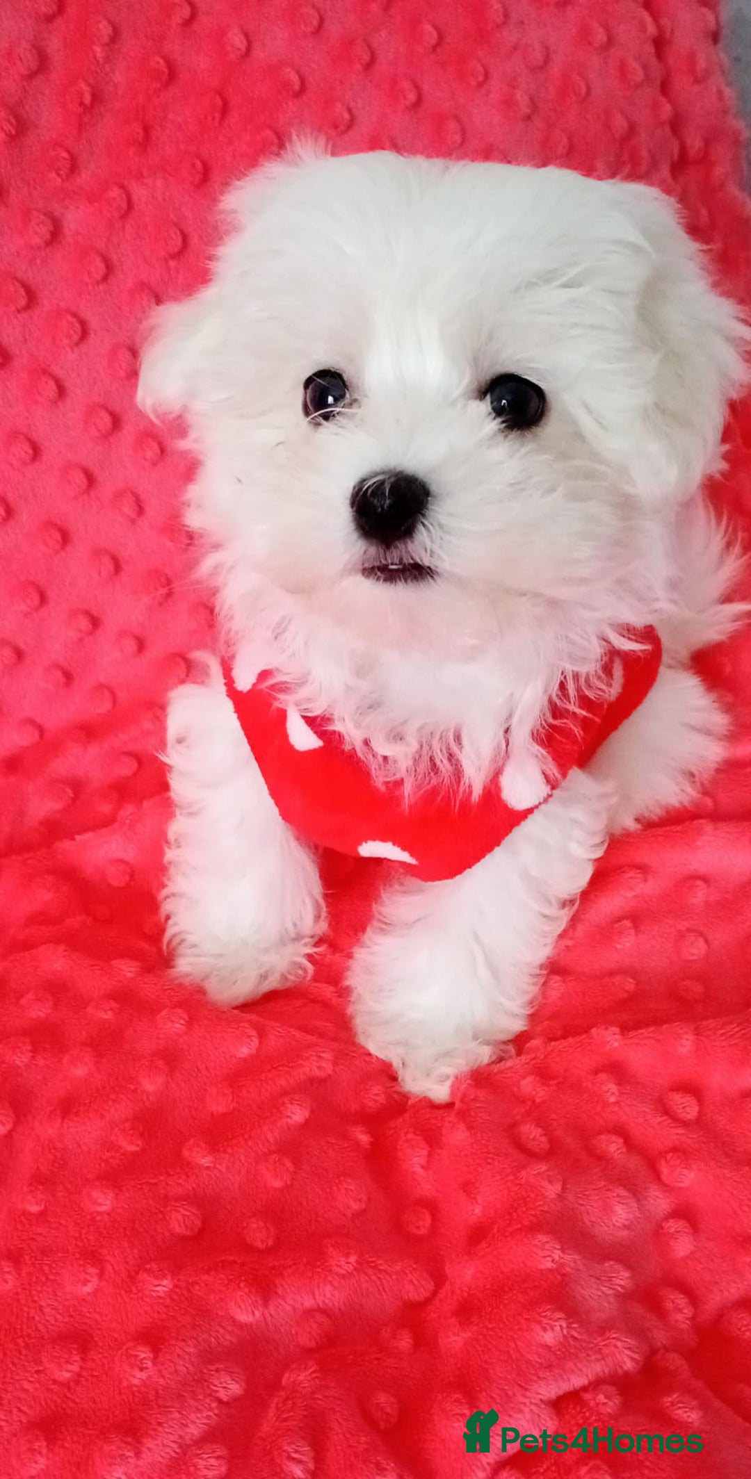 Maltese dogs for sale: Last one Tiny Maltese Boy. Ready now.New pictures - Advert 2