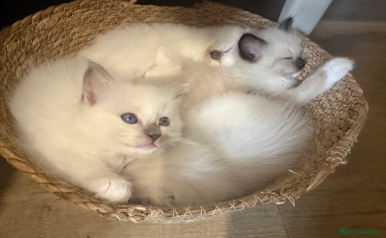 Ragdoll cats - Advert 7