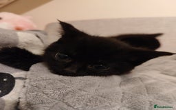 Domestic Shorthair cats for sale: kittens - Image 3