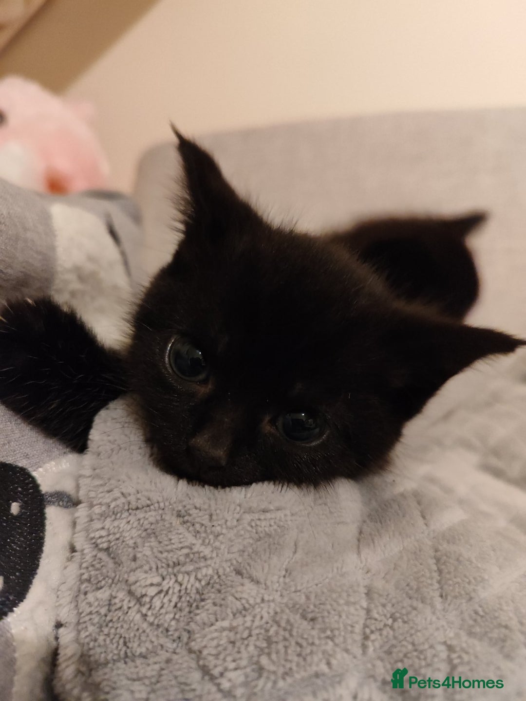Domestic Shorthair cats for sale: kittens - Image 3