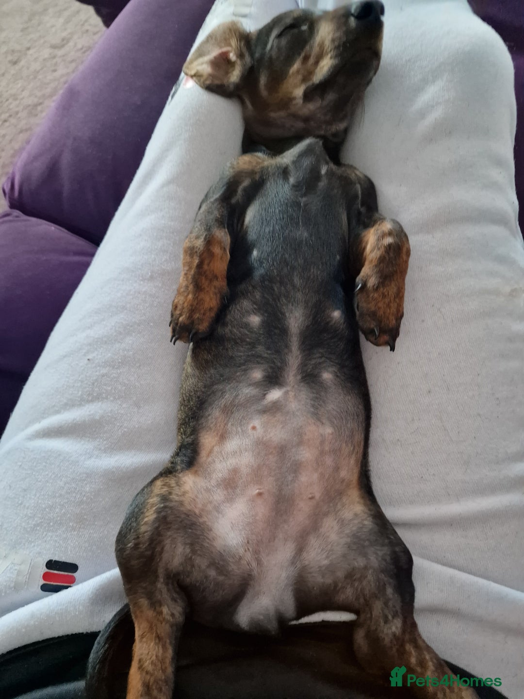 Dachshund dogs for sale: Female miniature dashound  - Advert 2