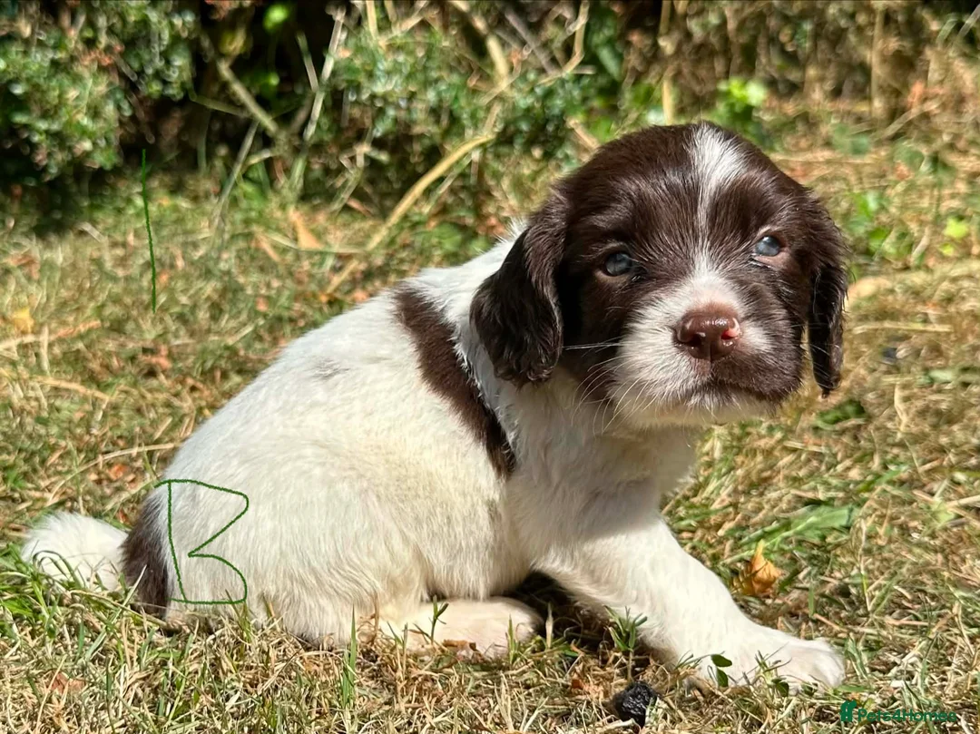 English Springer Spaniel dogs for sale: English Springer Spaniel, KC registered puppies - Advert 2