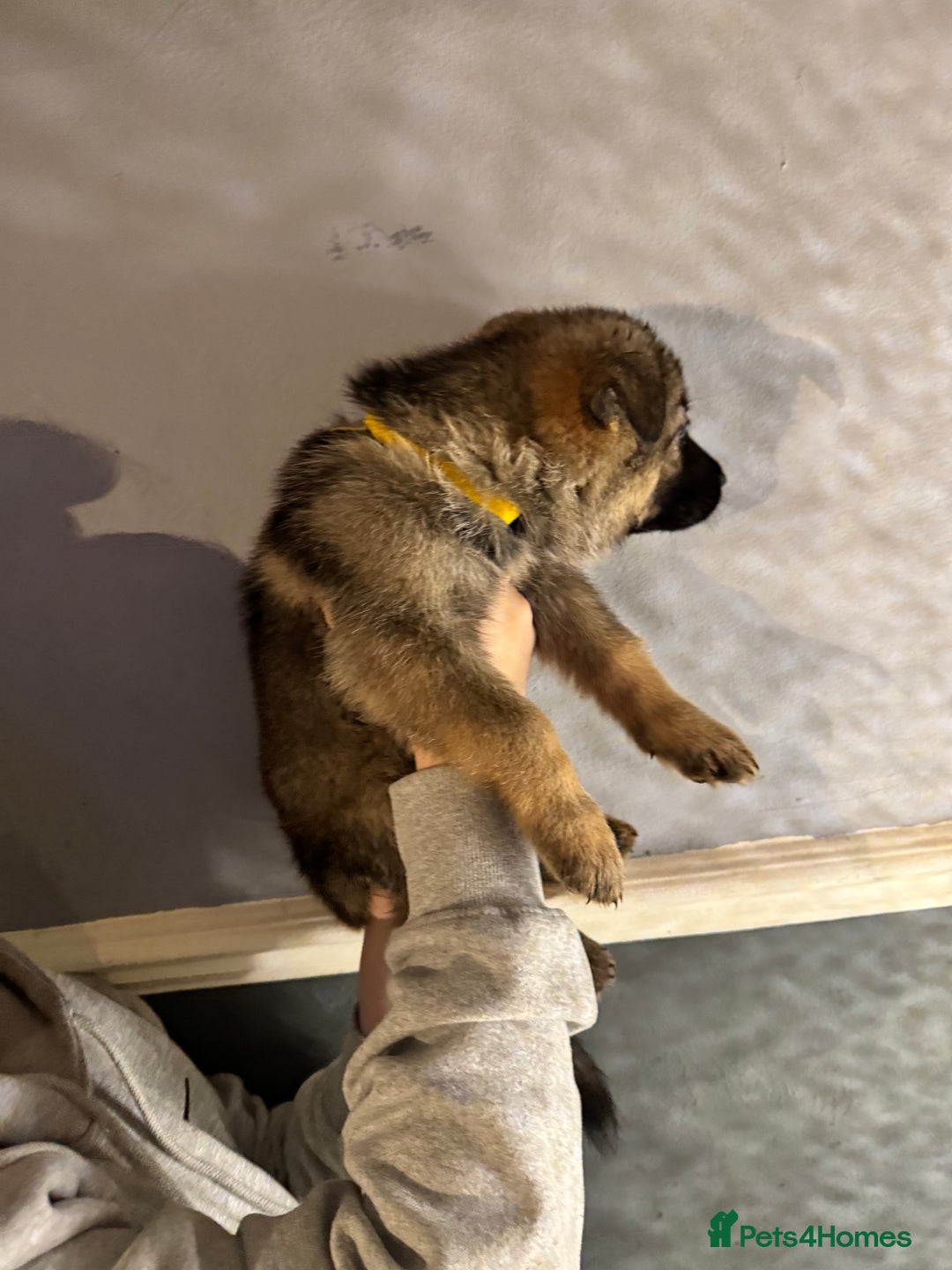 German Shepherd dogs for sale: Ready to meet your new best friend  - Advert 7