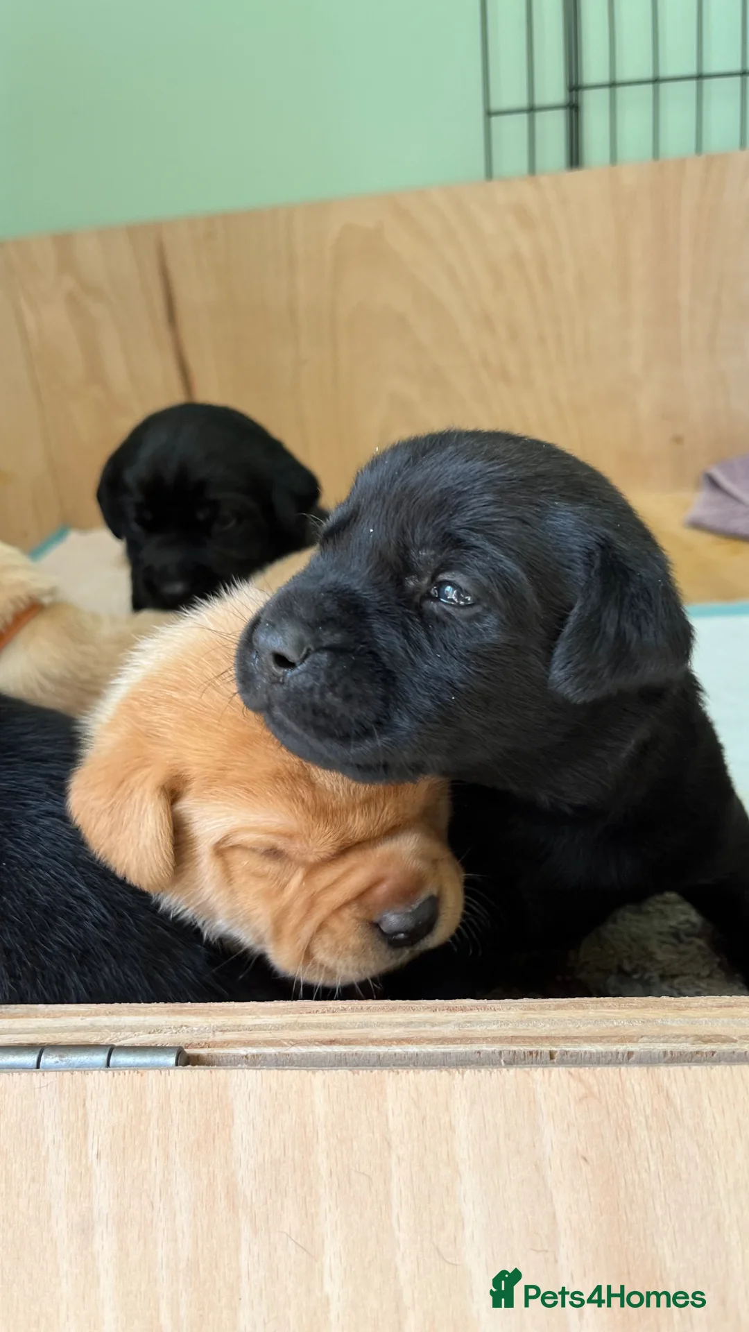 Labrador Retriever dogs for sale: Labrador puppies in Braintree - Advert 2