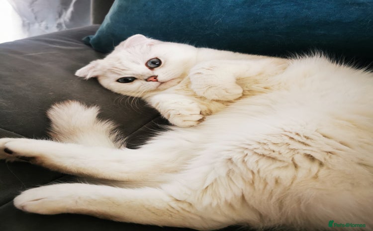 Scottish Fold cats - Advert 4