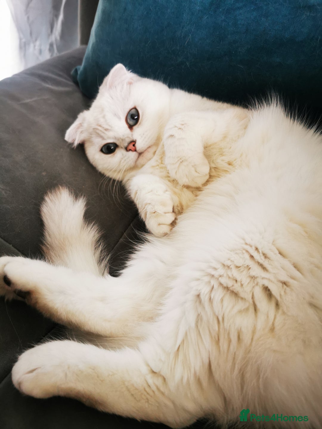 Scottish Fold cats for sale: White Scottish Fold Female looking for loving home - Image 1