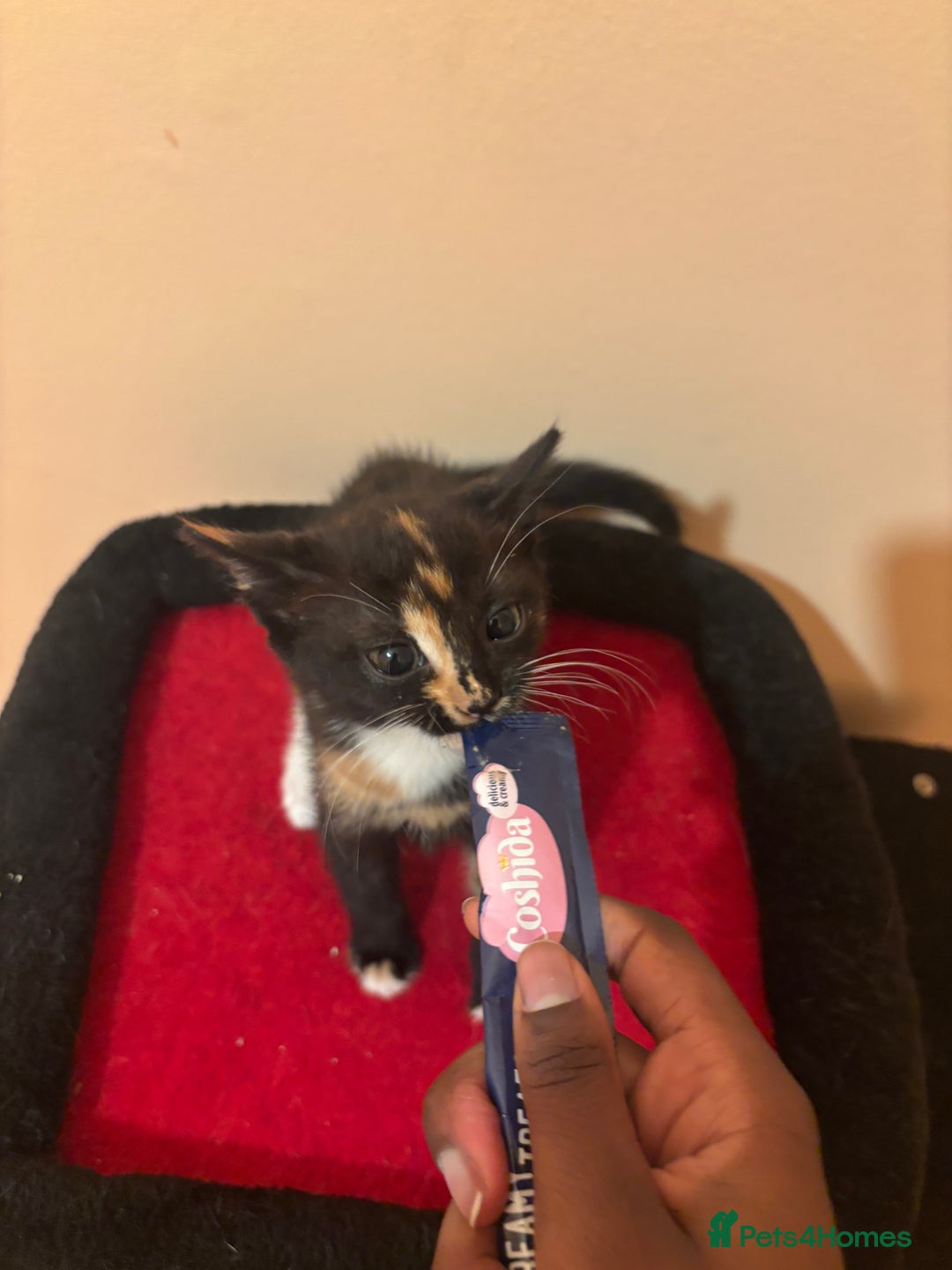 Mixed Breed cats for sale: Gorgeous Kittens Ready For A New Home!  - Advert 5