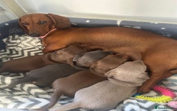Dachshund dogs for sale: 4 Daschund Puppies Chocolate tan & Isabella - Image 1