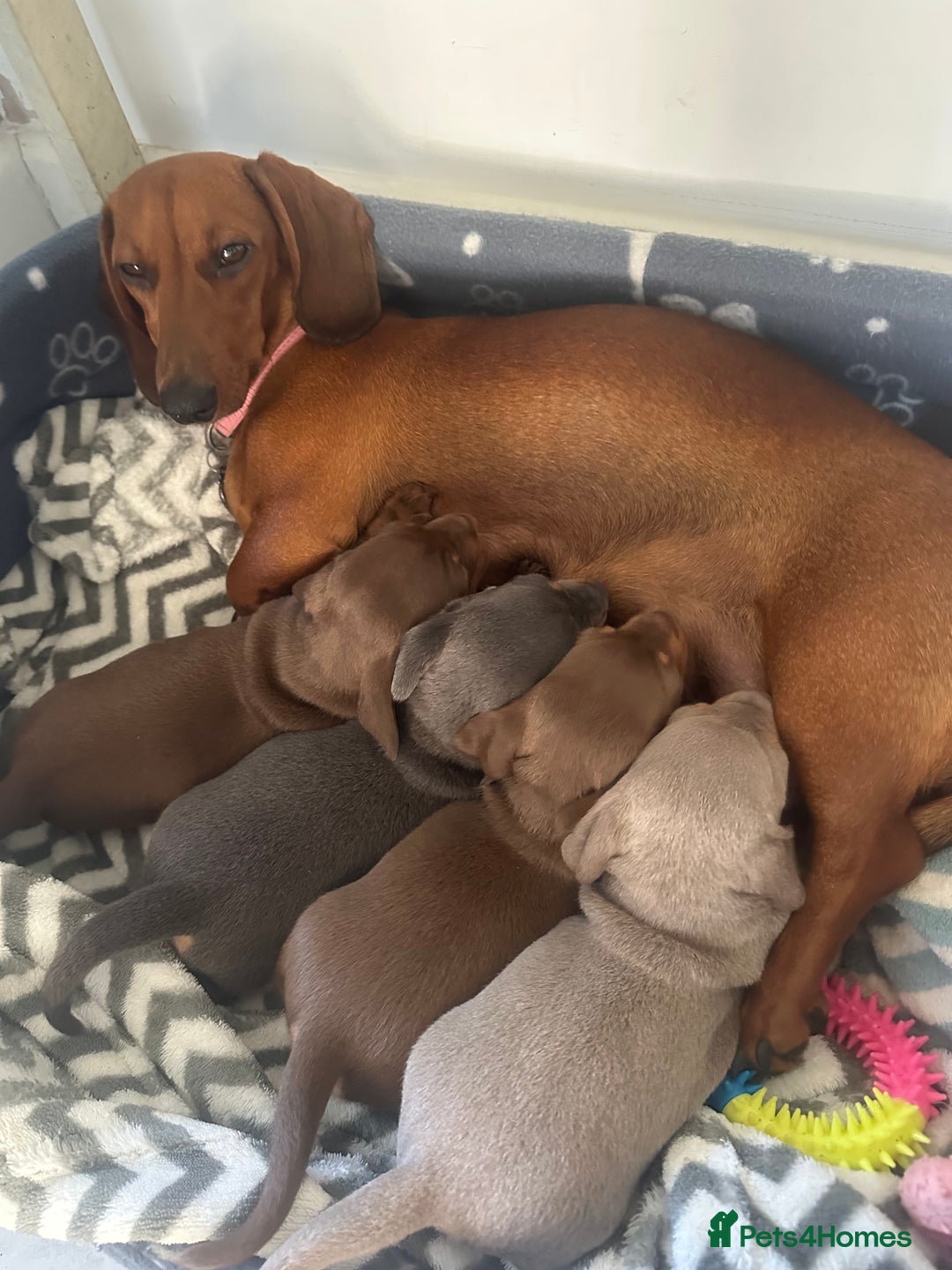 Dachshund dogs for sale: 4 Daschund Puppies Chocolate tan & Isabella - Image 1
