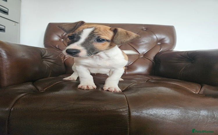 Jack Russell dogs - Advert 14