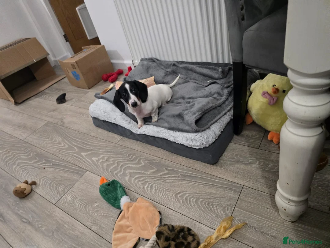 Miniature Dachshund dogs for sale: Mini piebald male dachshund  - Advert 5