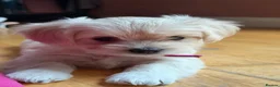 Maltese dogs for sale: Beautiful Bichon Maltese Puppies-1st Family Litter - Advert 1