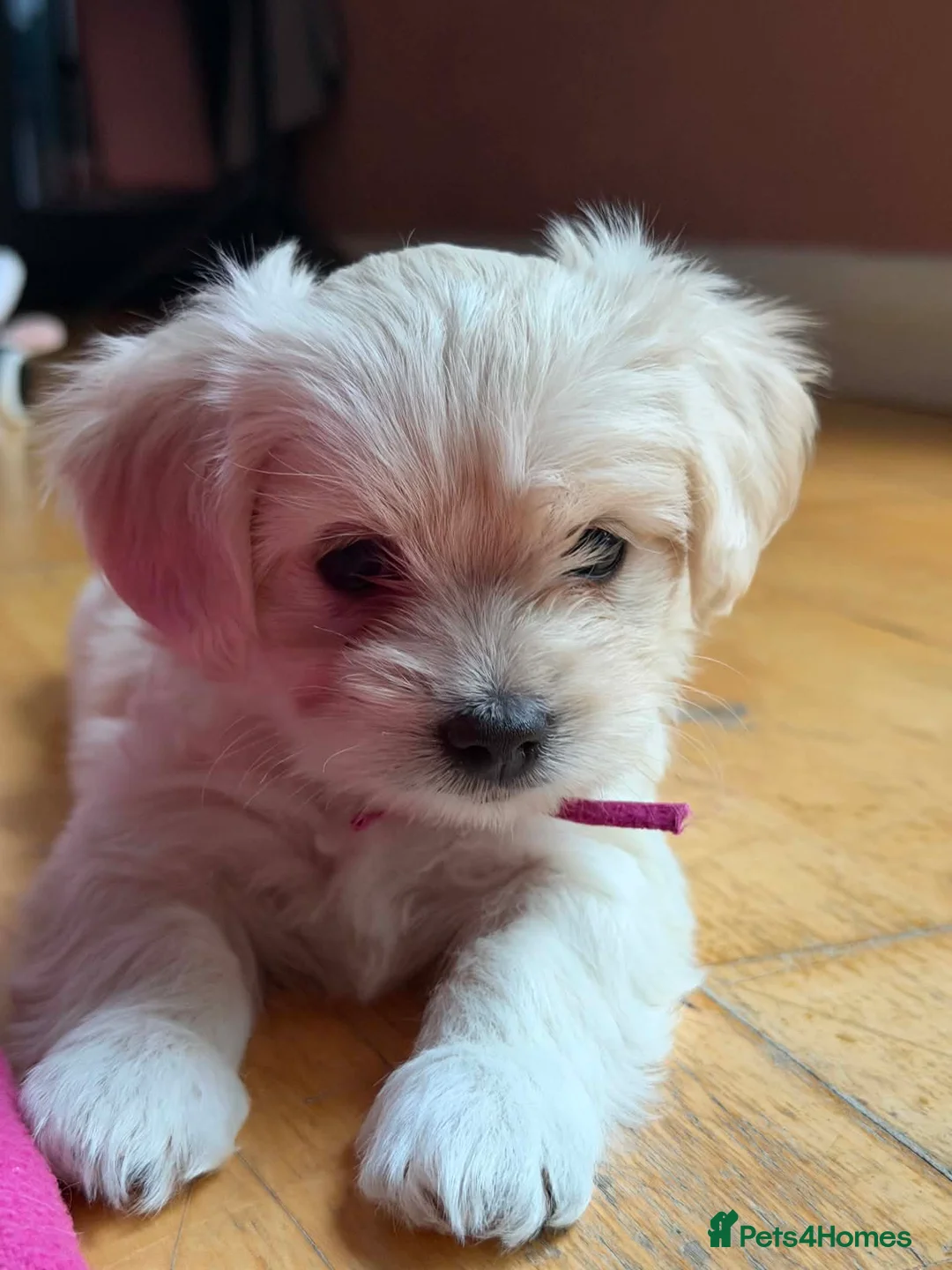 Maltese dogs for sale: Beautiful Bichon Maltese Puppies-1st Family Litter - Advert 1