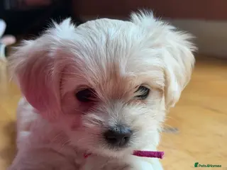 Maltese dogs Beautiful Bichon Maltese Puppies-1st Family Litter - Advert 14