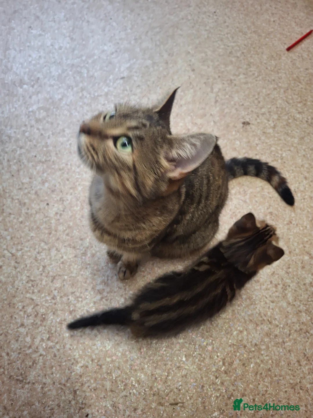 Siberian cats for sale: Siberian mix in Rushden - Advert 8