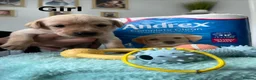 Labrador Retriever dogs for sale: Labrador Puppies – 2 Girls & 7 Boys - Advert 8
