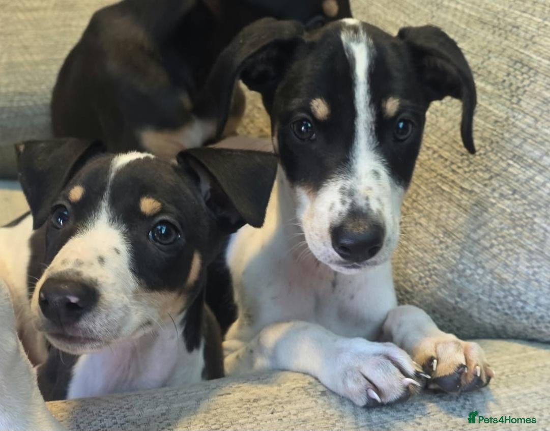 Lurcher dogs for sale: Lurchers - Advert 15