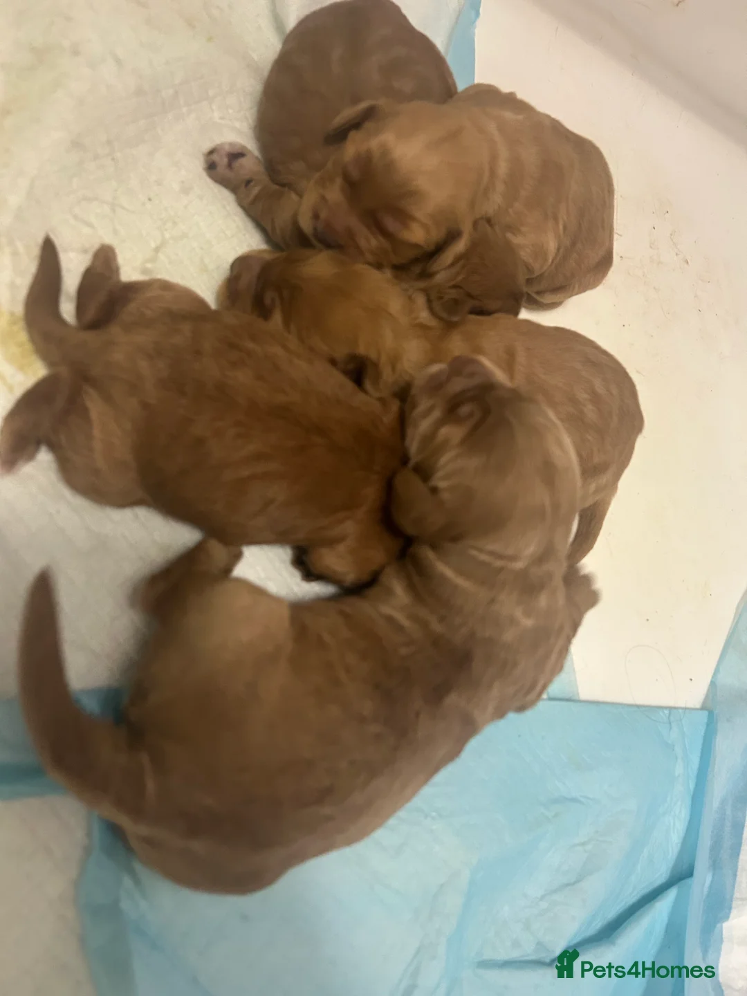 Cockapoo dogs for sale: Stunning cockapoo pups!  - Advert 10