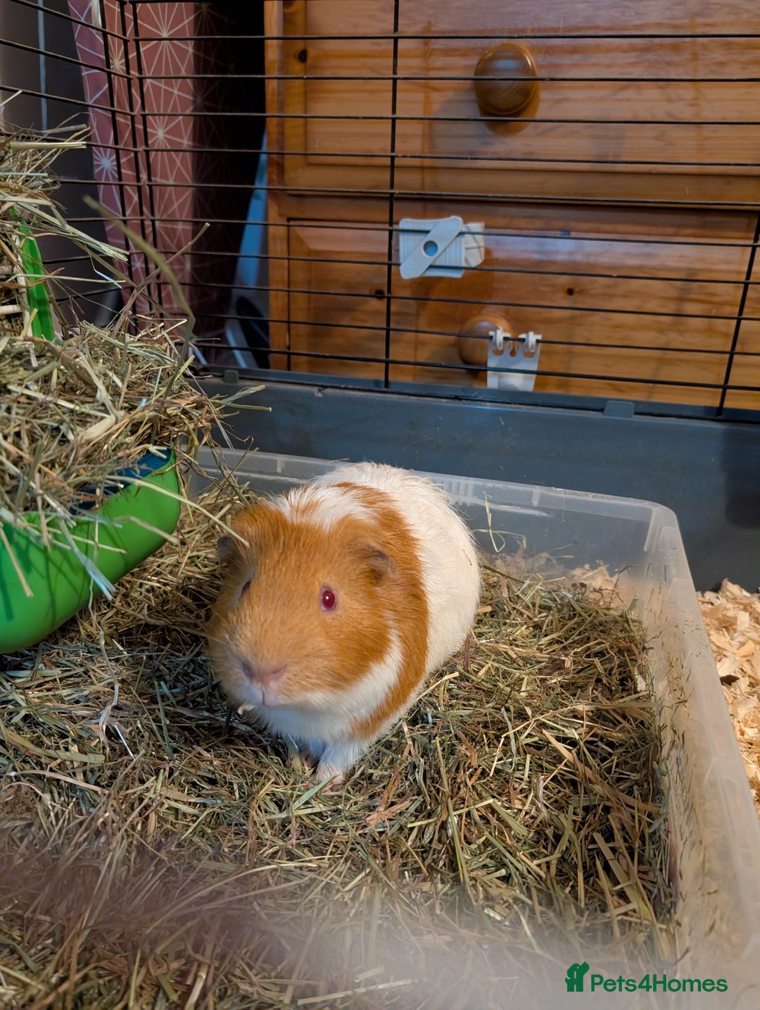 Guinea Pig rodents for sale: 2x male guinea pigs  - Advert 7
