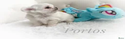 Chihuahua dogs for sale: KC quality chihuahua puppies LC Show line  - Advert 11