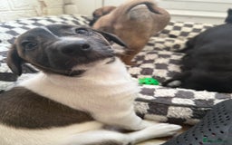 Mixed Breed dogs for sale: 4beautiful terrierxGerman ShepherdxLabrador puppy - Image 16