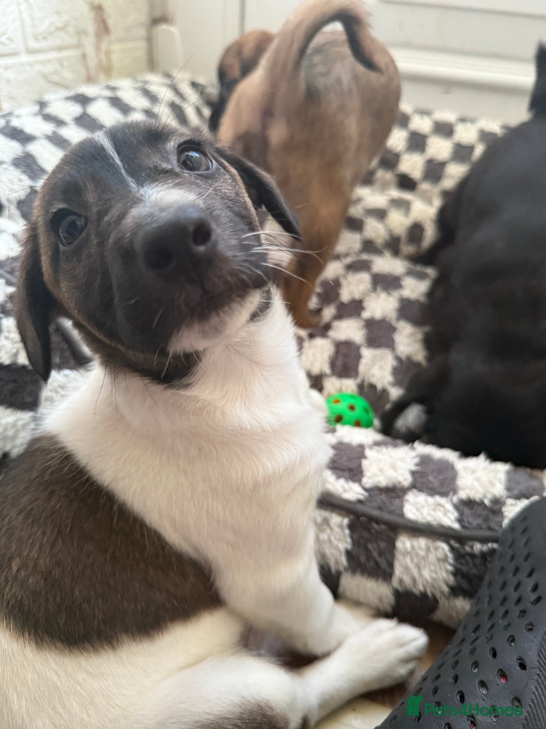 Mixed Breed dogs for sale: 4beautiful terrierxGerman ShepherdxLabrador puppy - Image 16