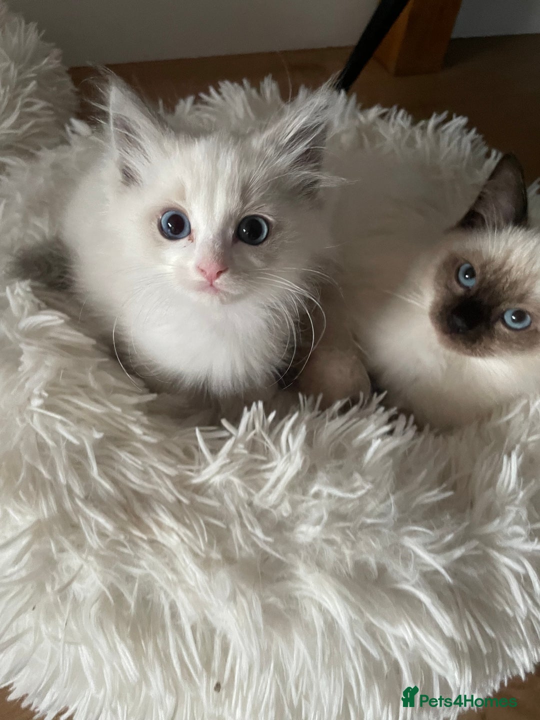 Ragdoll cats for sale: Pedigree Bicolour Ragdoll kittens  - Image 10