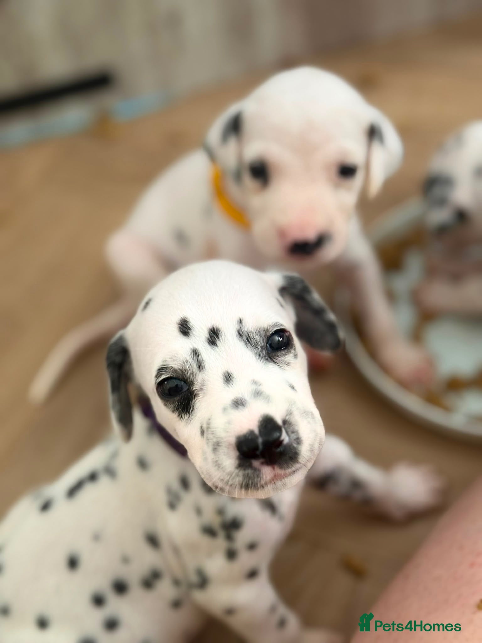 Dalmatian dogs Beautiful Dalmatian puppies - Advert 2