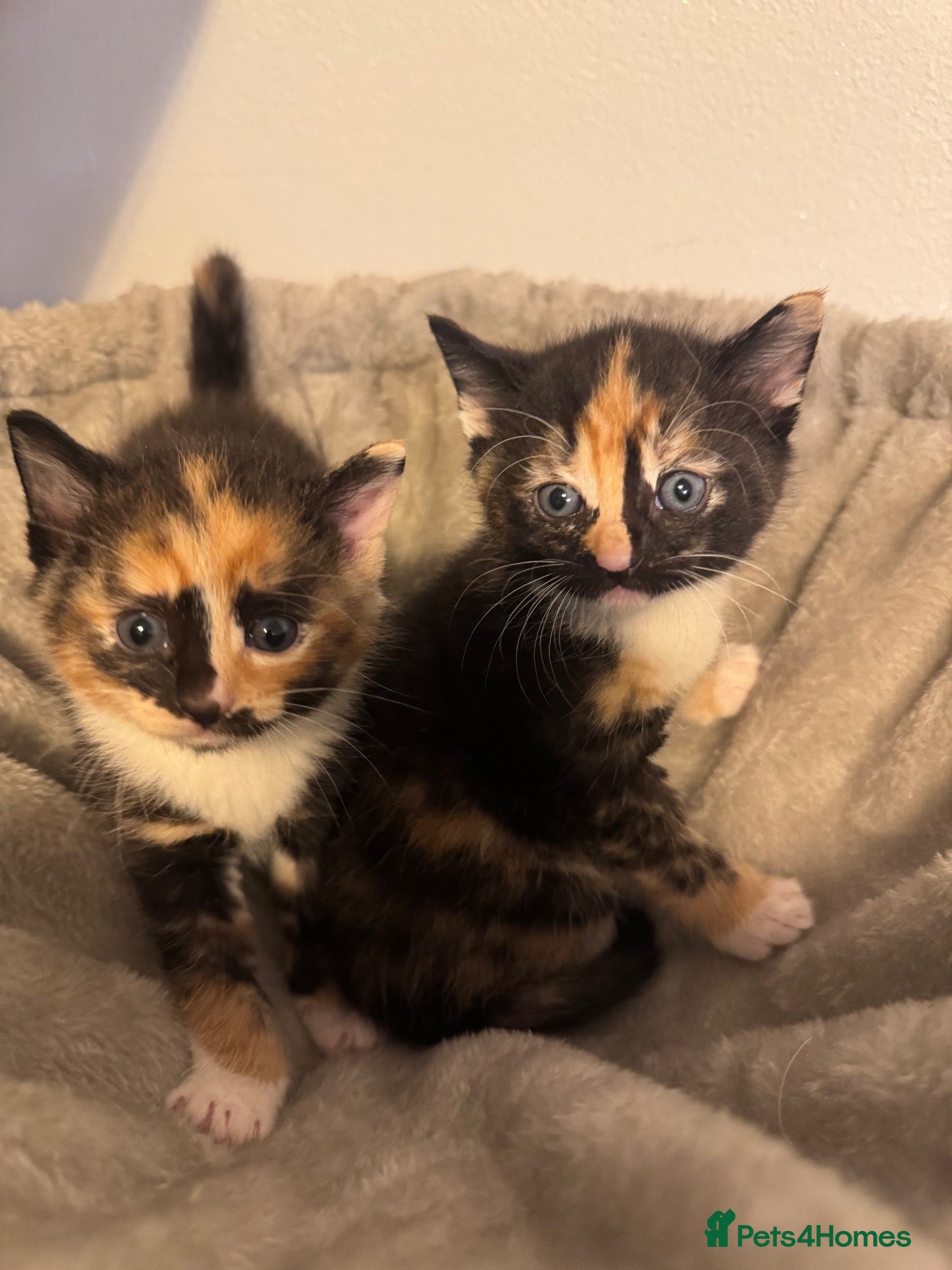 Mixed Breed cats Kittens 🐱  - Advert 2