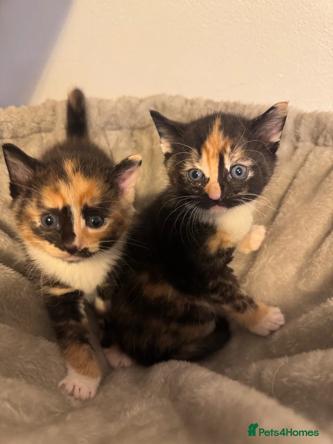 Mixed Breed cats for sale: Kittens 🐱  - Advert 1