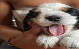 Cocker Spaniel dogs for sale: Show Cocker Spaniels - KC registered - Image 3
