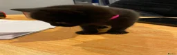 Mixed Breed cats for sale: Kittens for sale  - Advert 6