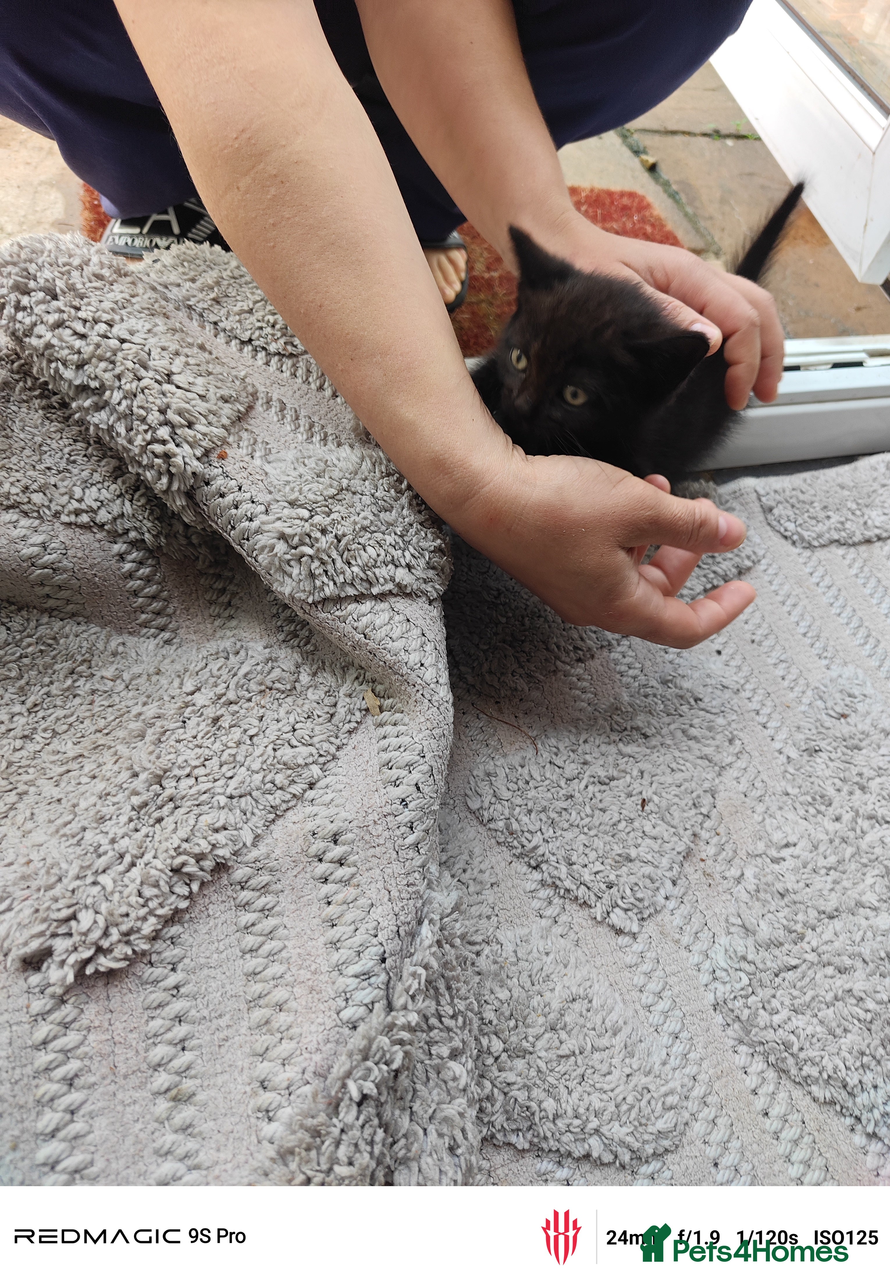 British Shorthair cats for sale: Mixed British Short hair - Advert 6