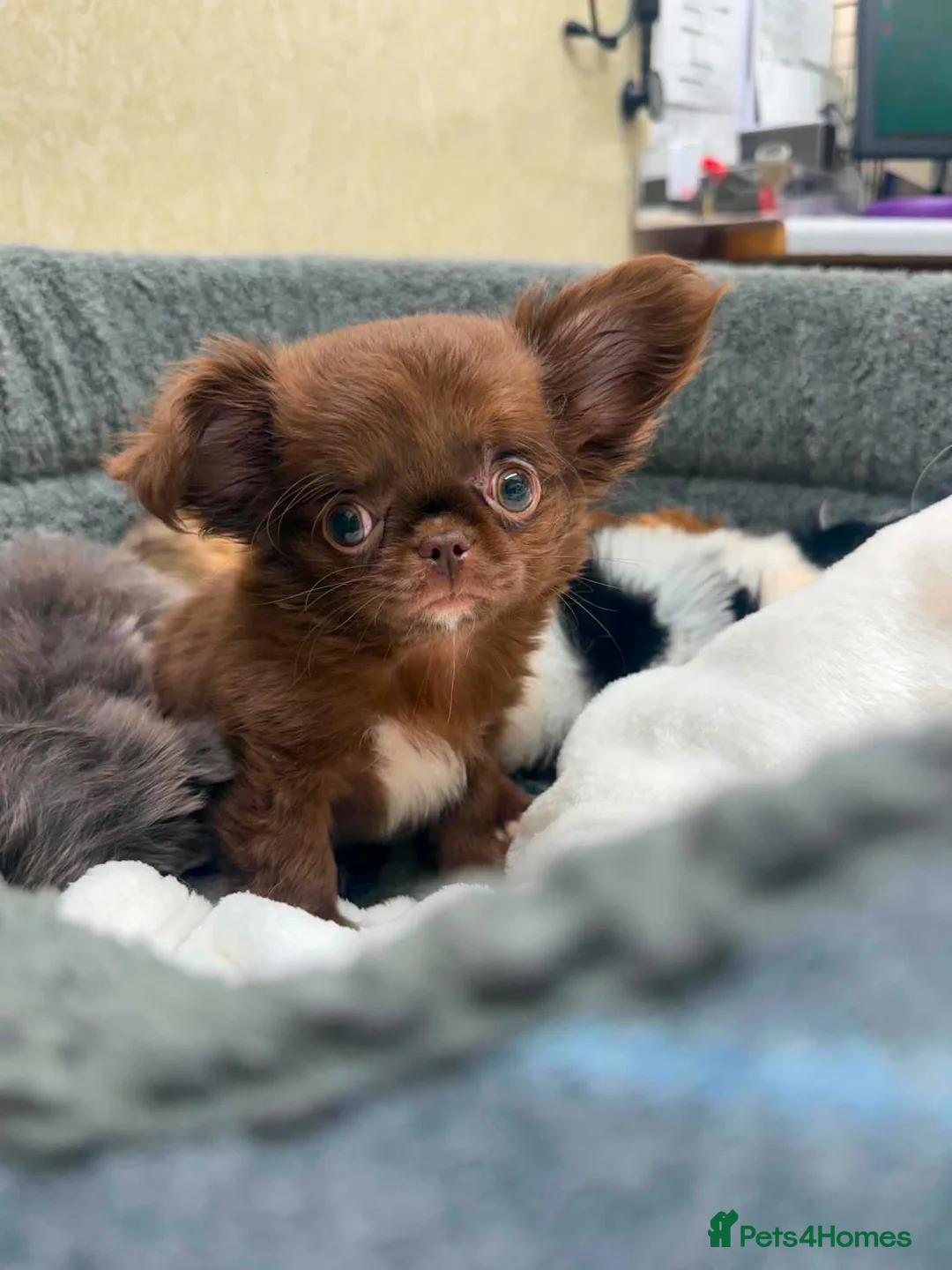 Chihuahua dogs for sale: Tiny Chocolate long coat boy - Advert 5