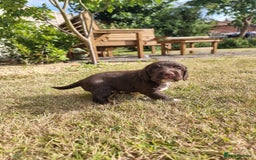 Cocker Spaniel dogs for sale: KC registered cocker spaniels - Image 4