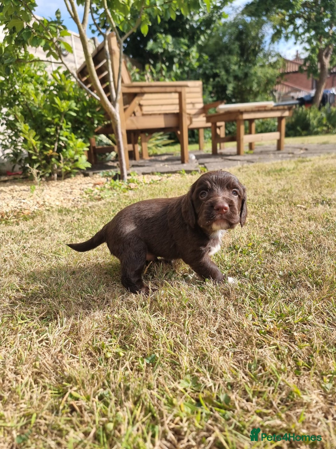 Cocker Spaniel dogs for sale: KC registered cocker spaniels - Image 4