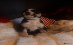 Mixed Breed dogs for sale: Bullimute - Advert 11