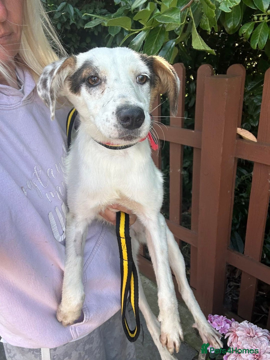 Mixed Breed dogs for adoption: Clover - Fakenham Norfolk   - Image 3