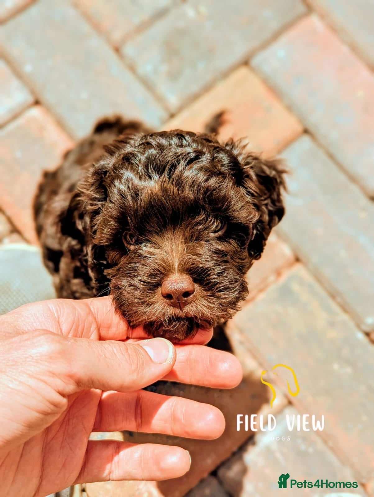Cavapoo dogs F1 Cavapoo pups, extensively health tested parents - Advert 2